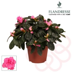 Rhododendron Azalea Flandresse® 'roze' 17+ cm
(12 Plants/Order)(10.5cmP 17cmH)