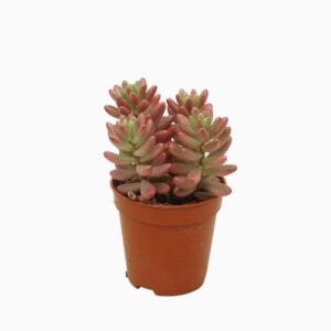 Sedum x rubrotinctum 'Aurora' Sedum rubrotinctum aurora 5,5 cm
(20 Plants/Order)(5.5cmP 8cmH)