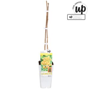 Campsis Campsis tagliabuana 'Golden Trumpet' P15
(10 Plants/Order)(15cmP 65cmH)