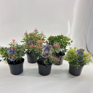 Pieris japonica Pieris jap. - mix
(1 Plants/Order)(19cmP 30cmH)