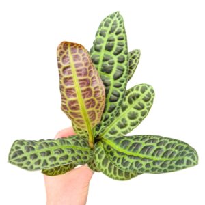 Labisia obtusifolia Labisia Kura Kura
(5 Plants/Order)(7cmP 15cmH)