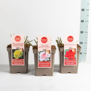 Rosa other Rosa Parfum de Nature mix, C5
(1 Plants/Order)(23cmP 30cmH)