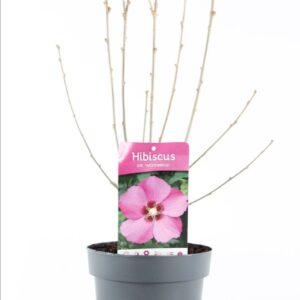 Hibiscus syriacus Woodbridge Hibiscus syr. 'Woodbridge' P19/C3
(1 Plants/Order)(19cmP 55cmH)