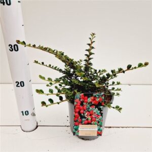 Cotoneaster horizontalis Cotoneaster horizontalis
(1 Plants/Order)(15cmP 25cmH)