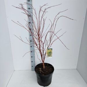 Acer palmatum Sangokaku Acer palmatum 'Sangokaku'
(1 Plants/Order)(31cmP 140cmH)