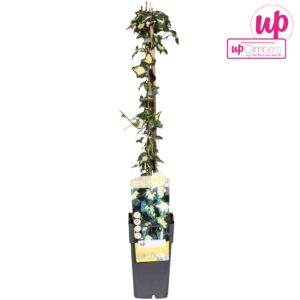 Hedera helix Goldheart Hedera helix Goldheart P15
(10 Plants/Order)(15cmP 65cmH)