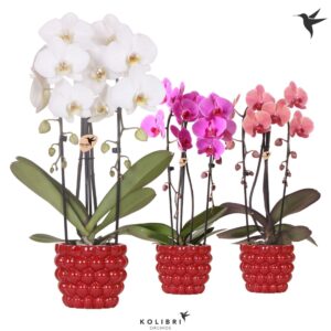 Phalaenopsis Elegant Cascade Kolibri Orchids Phalaenopsis Cascade Niagara Fall mix 2 spike in Berry Pot
(4 Plants/Order)(12cmP 50cmH)