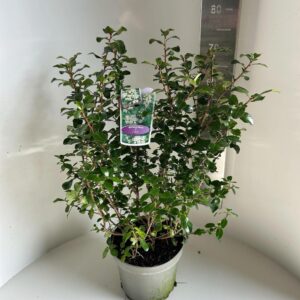 Escallonia Escallonia 'Iveyi'
(1 Plants/Order)(23cmP 60cmH)