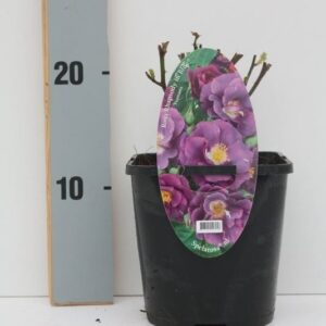 Rosa Rosa patio 'Rhapsody in Bleu' (Spelarosa geurende rozen)
(8 Plants/Order)(14cmP 10cmH)