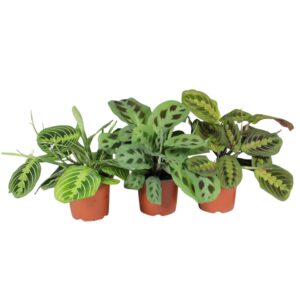 Maranta Maranta leuconeura 'Fascinator' mix 3 Types
(10 Plants/Order)(12cmP 30cmH)