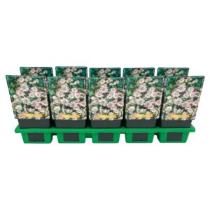 Astrantia major Astrantia Major P11
(10 Plants/Order)(11cmP 25cmH)