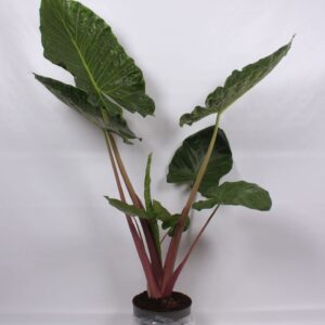 Alocasia Alocasia Imperial Red 32cm
(1 Plants/Order)(32cmP 150cmH)