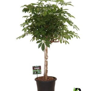 Schefflera Compacta Schefflera arb. Compacta op stam
(1 Plants/Order)(32cmP 130cmH)