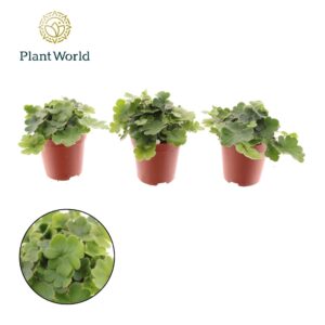 Doryopteris cordata Tiny Doryopteris cordata
(20 Plants/Order)(5.5cmP 10cmH)