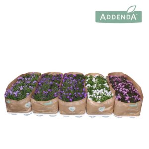 Campanula Addenda Campanula Addenda® Mixlaag
(15 Plants/Order)(10.5cmP 22cmH)