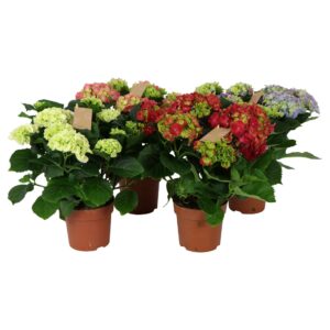 Hydrangea Hydrangea mix 7/8 flowers
(6 Plants/Order)(14cmP 40cmH)
