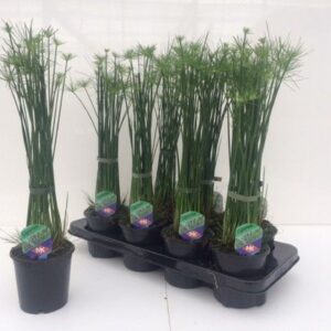 Cyperus haspan Cyperus haspan
(12 Plants/Order)(12cmP 50cmH)