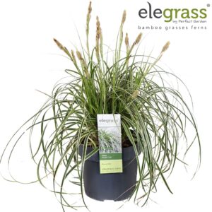 Carex morrowii Carex 'Feather Falls' P19
(1 Plants/Order)(19cmP 40cmH)