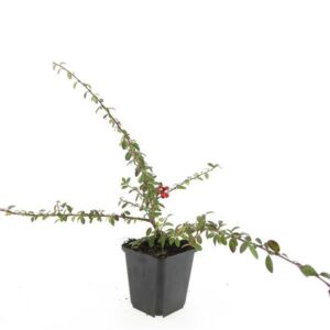 Cotoneaster suecicus Coral Beauty Cotoneaster suec. 'Coral Beauty'
(12 Plants/Order)(9cmP 15cmH)