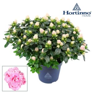 Rhododendron Christine Hortinno® Home 'roos' 25 - 27 cm
(8 Plants/Order)(13cmP 25cmH)