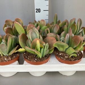 Kalanchoe Kalanchoe oricula 11 cm
(12 Plants/Order)(11cmP 26cmH)