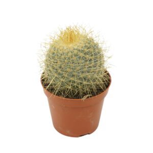 Mammillaria rhodantha subsp. rhodan Mammillaria pringlei 8,5 cm
(18 Plants/Order)(8.5cmP 12cmH)