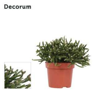 Rhipsalis burchellii Rhipsalis Burchellii 12 cm Decorum
(6 Plants/Order)(12cmP 15cmH)