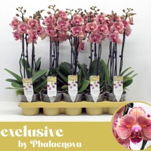 Phalaenopsis Pirate Pico Pirate picotee peloric 2-tak 60cm (GROEN)
(10 Plants/Order)(12cmP 60cmH)