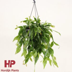 Rhipsalis Rhipsalis crispata
(7 Plants/Order)(15cmP 40cmH)