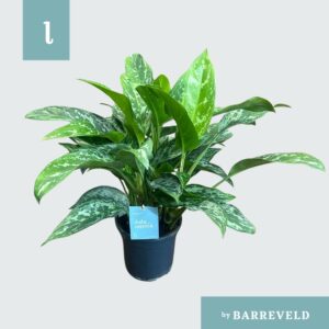 Aglaonema Green Lady Green Agla 'Green Lady' (Aglaonema)
(1 Plants/Order)(17cmP 60cmH)