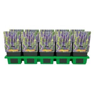 Veronica spicata Veronica spicata 'Candela Purple' P11
(10 Plants/Order)(11cmP 25cmH)