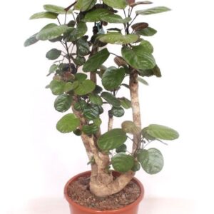 Polyscias Fabian Polyscias Fabian
(1 Plants/Order)(27cmP 110cmH)