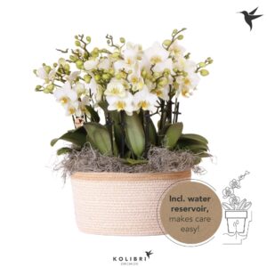 Phalaenopsis Multiflora Kolibri Orchids Phalaenopsis Mono Bouquet Lausanne 15 spike in Basket white with
(2 Plants/Order)(28cmP 45cmH)