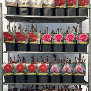 Paeonia suffruticosa Paeonia suffruticosa mix CC C5
(1 Plants/Order)(21cmP 45cmH)