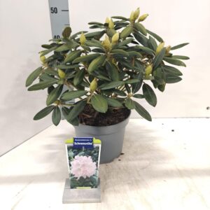 Rhododendron Yakushimanum Rhododendron (Y) 'Schneewolke'
(1 Plants/Order)(23cmP 30cmH)