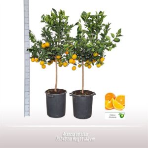 Citrus sinensis Arancia op stam
(1 Plants/Order)(40cmP 190cmH)