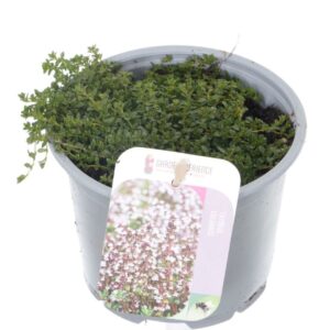 Thymus praecox Albiflorus Thymus praecox Albiflorus
(8 Plants/Order)(13cmP 15cmH)