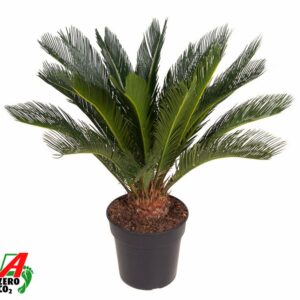 Cycas revoluta Cycas Revoluta P27
(1 Plants/Order)(27cmP 90cmH)