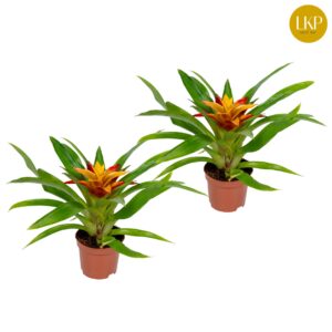 Guzmania Flava Guzmania Flava dark yellow (Met Hoes)
(11 Plants/Order)(9cmP 30cmH)