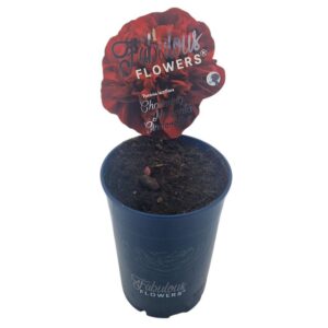 Paeonia Paeonia lact. Fabulous Flowers® Magenta Cinderella® C7 (21cm.)
(1 Plants/Order)(21cmP 35cmH)