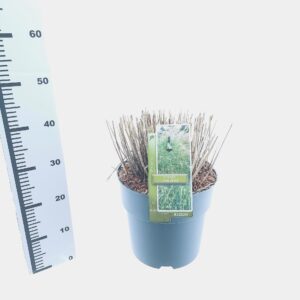 Miscanthus sinensis Miscanthus sin. 'Little Zebra'
(1 Plants/Order)(29cmP 40cmH)