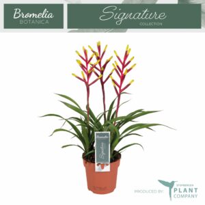 Guzmania Misty 3 toef
(10 Plants/Order)(12cmP 45cmH)