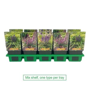 Liriope muscari mix laag P11
(10 Plants/Order)(11cmP 25cmH)