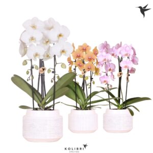 Phalaenopsis Elegant Cascade Kolibri Orchids Phalaenopsis Cascade Niagara Fall mix 2 spike in Maze Pot white
(3 Plants/Order)(12cmP 50cmH)