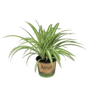 Chlorophytum Variegatum Chlorophytum comosum Variegatum PetPlant potcover
(10 Plants/Order)(12cmP 25cmH)