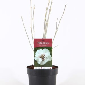 Hibiscus syriacus Speciosus Hibiscus syr. 'Speciosus' P19/C3
(5 Plants/Order)(19cmP 55cmH)