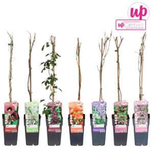 Klimplanten Klimplanten mix laag exclusief P15
(50 Plants/Order)(15cmP 65cmH)