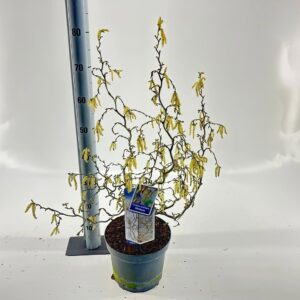 Corylus avellana Corylus avellana Medusa ('JWW9' PBR)
(1 Plants/Order)(23cmP 60cmH)