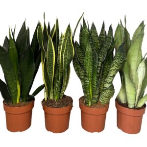 Sansevieria sansevieria mix 3-4 Types
(6 Plants/Order)(17cmP 60cmH)