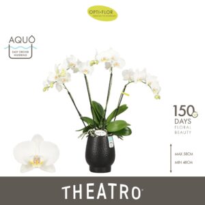 Phalaenopsis white more Ripsen Theatro Jazz 4 spike in Abruzzo Black Aquo
(3 Plants/Order)(12cmP 60cmH)